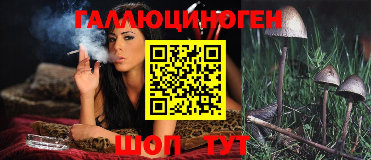 Псилоцибиновые грибы Psilocybe  Владикавказ 